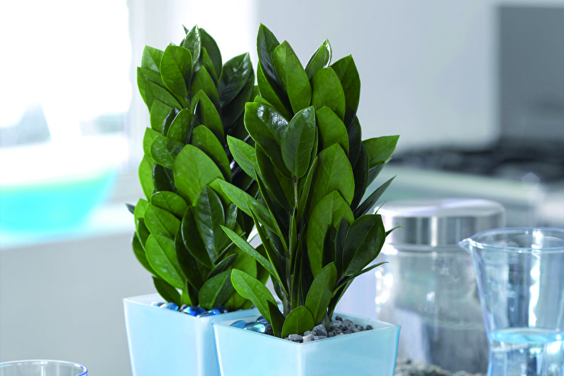 Zamioculcas - Allmän beskrivning