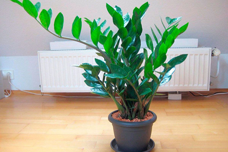 Zamioculcas - Allmän beskrivning