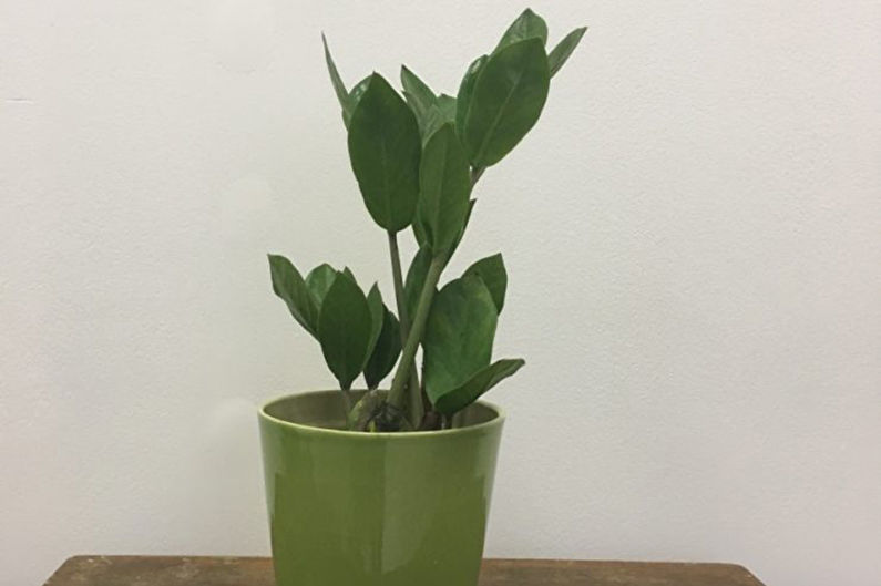 Zamioculcas - Bekämpning av skadedjur och sjukdomar