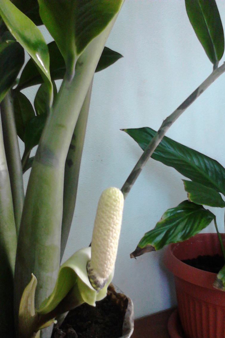 Zamioculcas - Bekämpning av skadedjur och sjukdomar