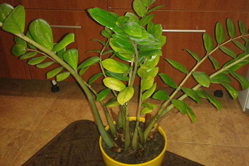 Zamioculcas - foto