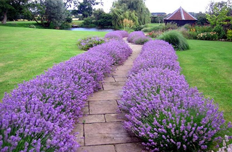 Border - Flowerbed at the cottage, ideas for landscape design
