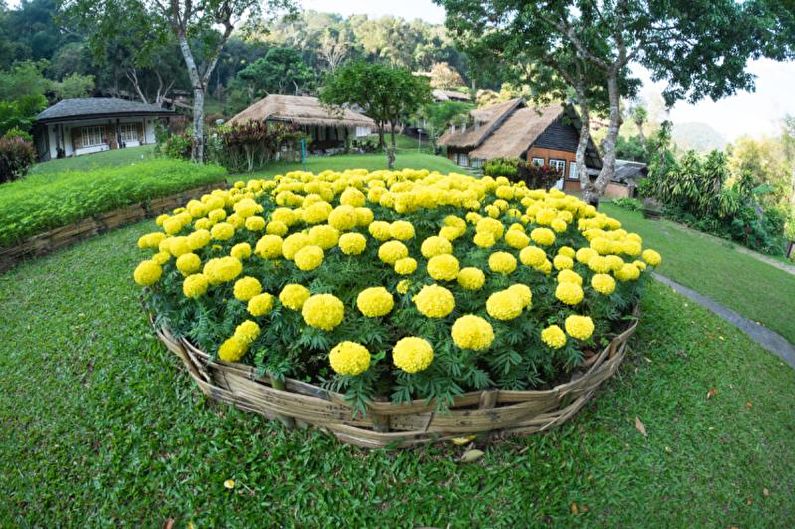 Monocots - Flowerbed at the cottage, ideas for landscape design