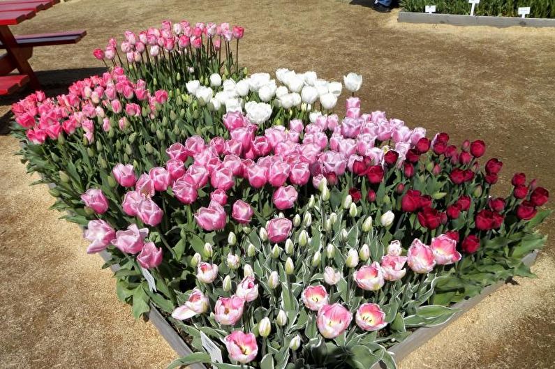 Monocots - Flowerbed at the cottage, ideas for landscape design