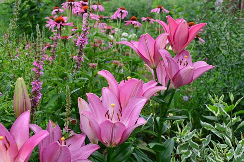 Monocots - Flowerbed at the cottage, ideas for landscape design