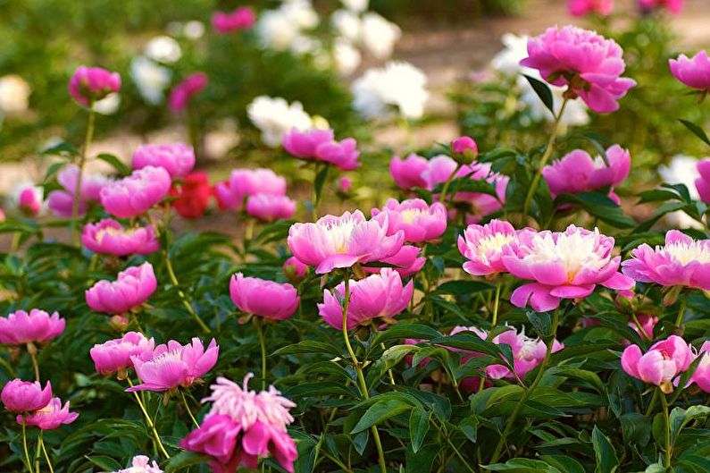 Monocots - Flowerbed at the cottage, ideas for landscape design