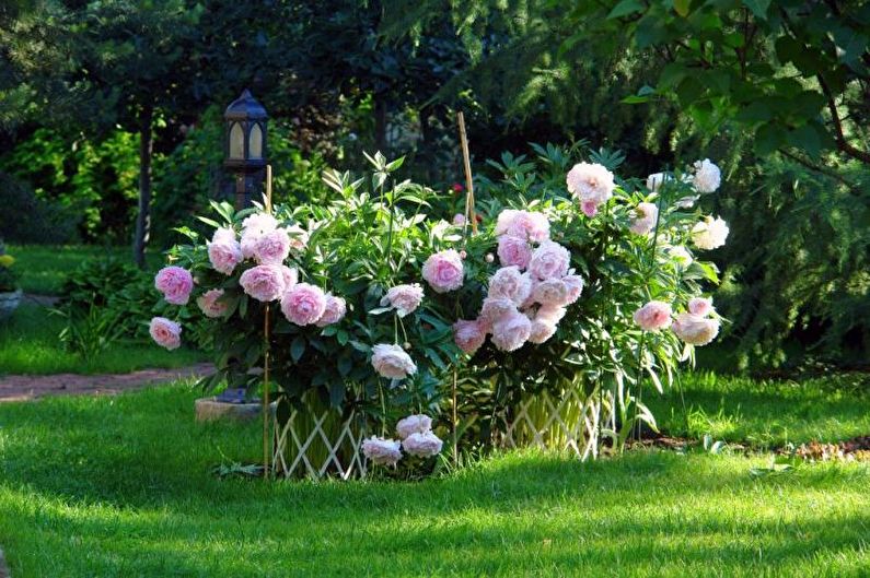Monocots - Flowerbed at the cottage, ideas for landscape design