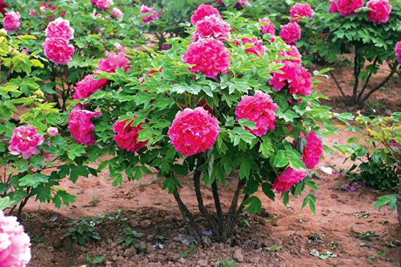 Monocots - Flowerbed at the cottage, ideas for landscape design