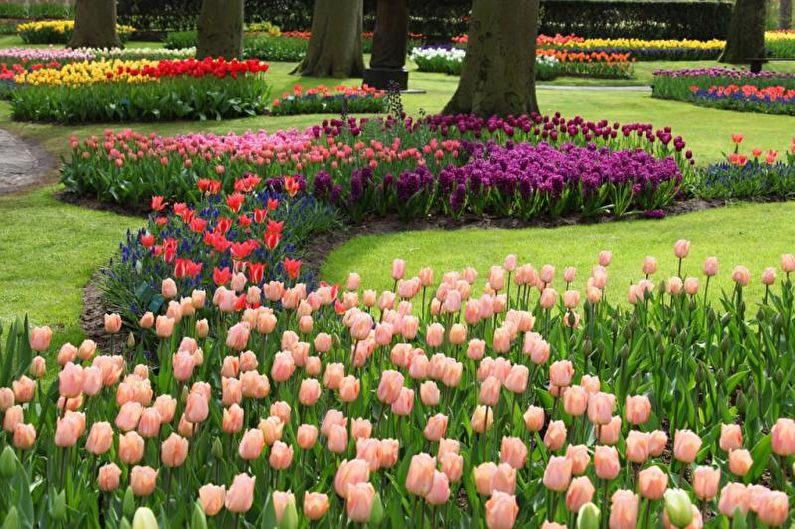 Monocots - Flowerbed at the cottage, ideas for landscape design