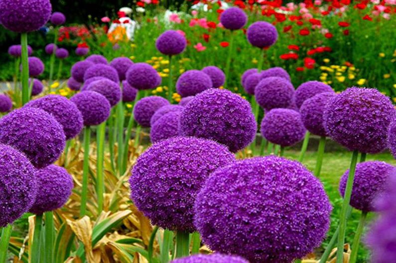 Flowers for the garden - Features