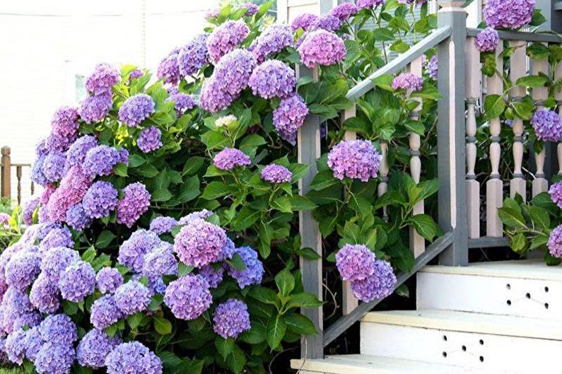 Flowers for the garden - Features