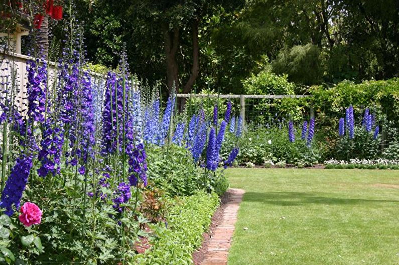Flowers for the Cottage - Tall Upright Plants