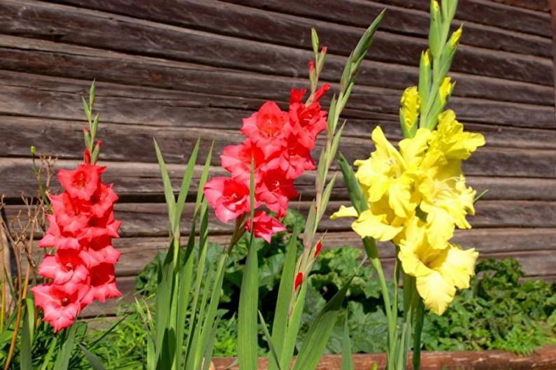 Flowers for the Cottage - Tall Upright Plants