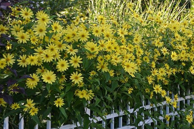 Flowers for the Cottage - Tall Upright Plants