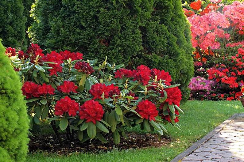 Flowers for the garden - Perennial shrubs