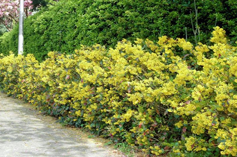 Flowers for the garden - Perennial shrubs
