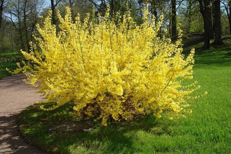 Flowers for the garden - Perennial shrubs