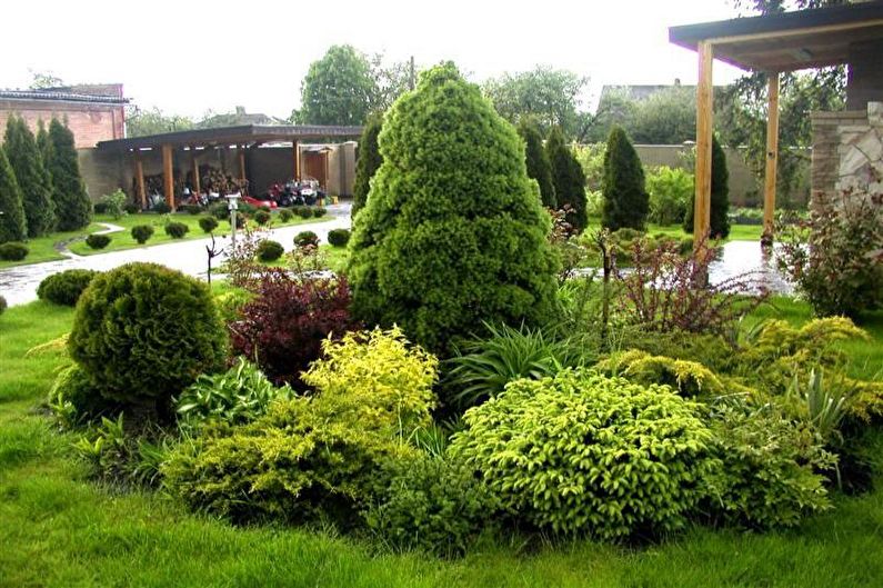 Flowers for the garden - Coniferous dwarfs