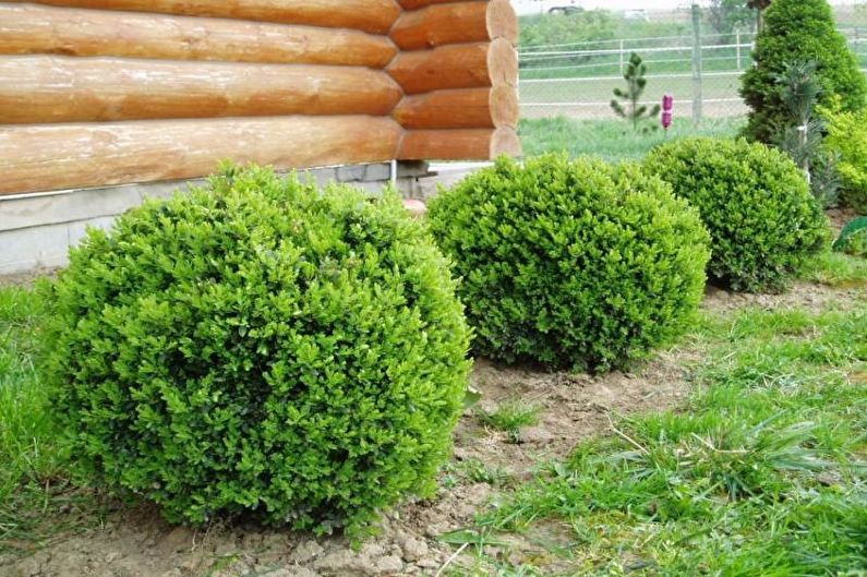 Flowers for the garden - Coniferous dwarfs