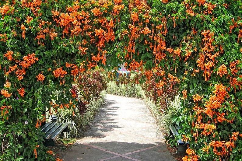 Flowers for the garden - Convolvulus creeper