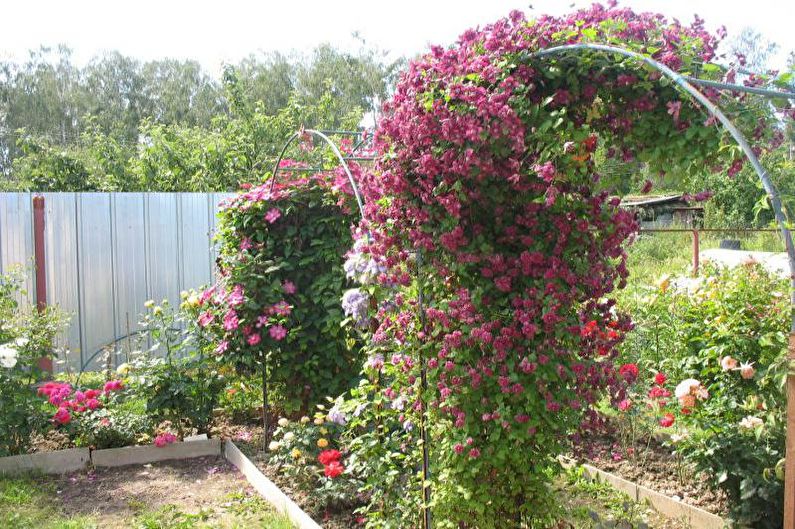 Flowers for the garden - Convolvulus creeper