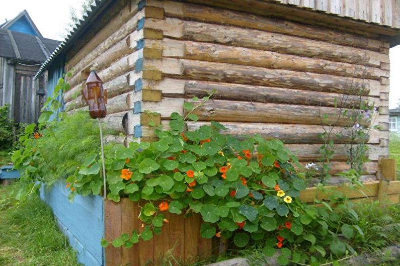 Flowers for the garden - Convolvulus creeper