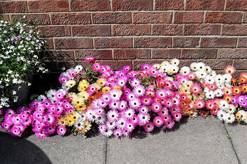 Flowers for the garden - Carpet plants