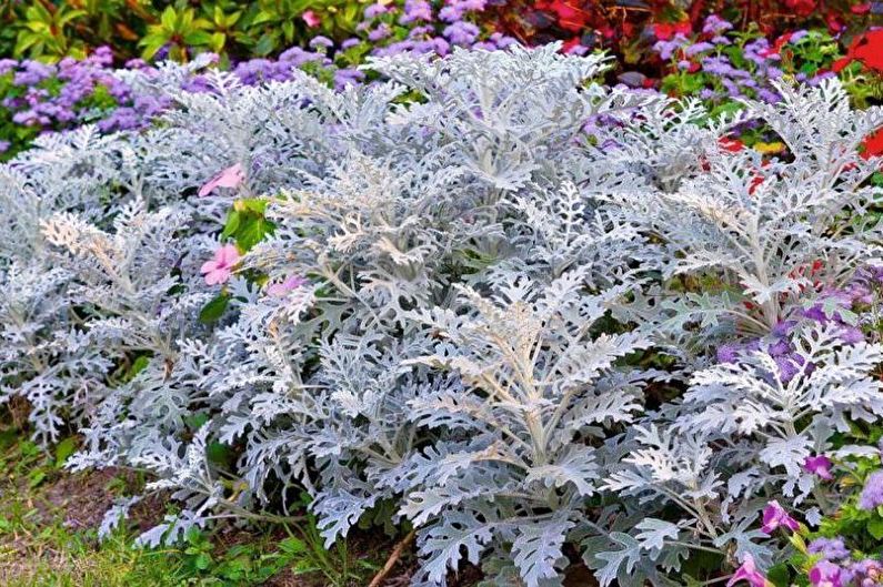 Flowers for the garden - Carpet plants