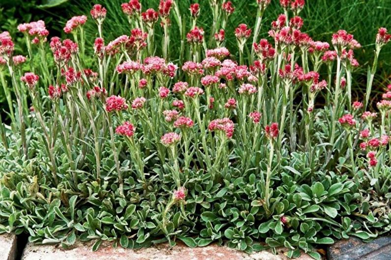 Flowers for the garden - Carpet plants