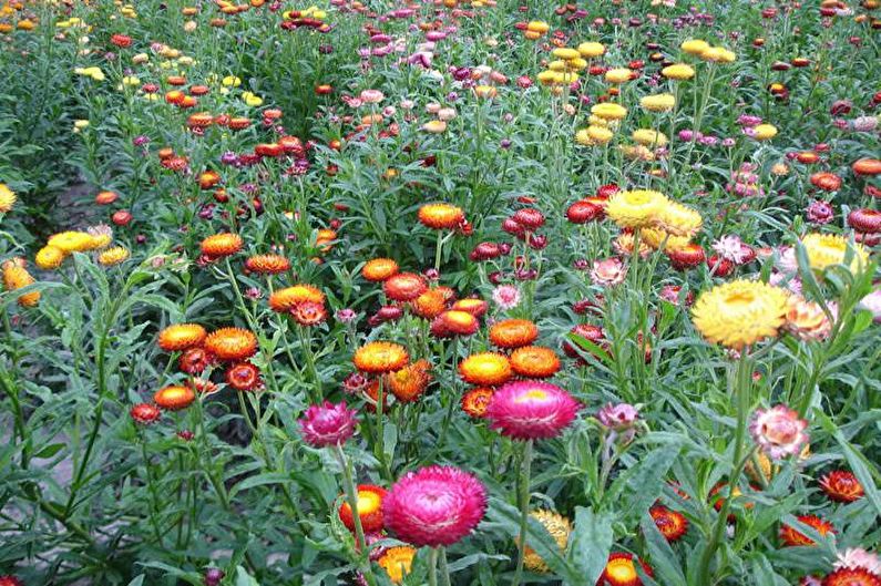 Flowers for the garden - Carpet plants