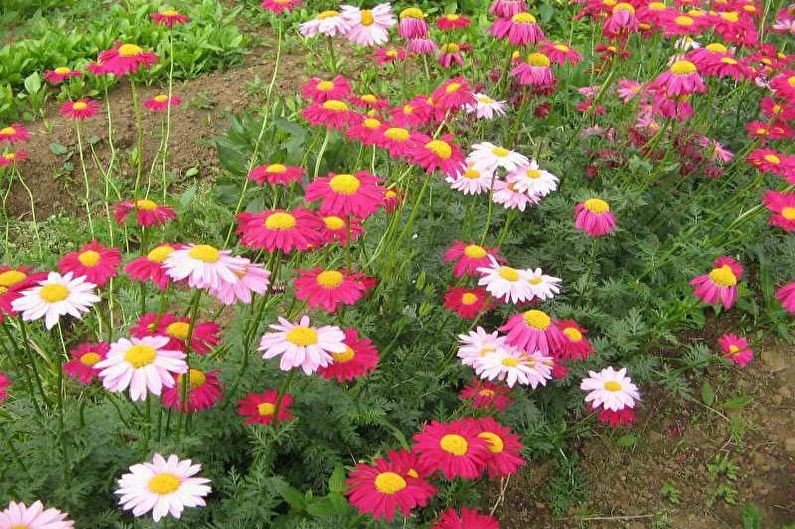 Flowers for the garden - Carpet plants