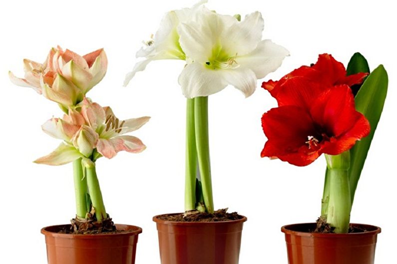 Hippeastrum - Views