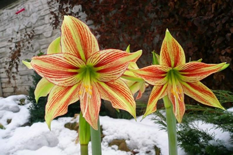 Hippeastrum - Views