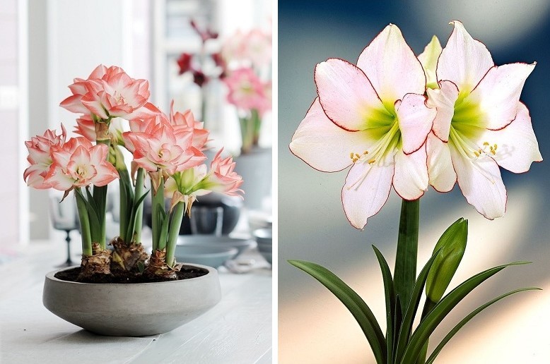 Hippeastrum - Views