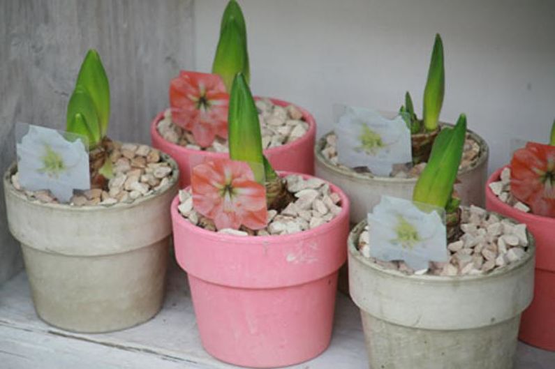 Hippeastrum - Reproduction Methods