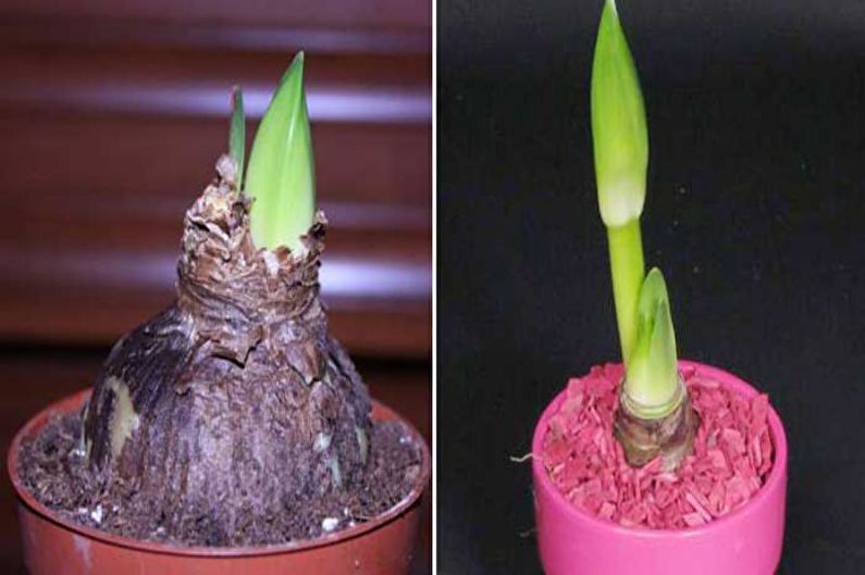 Hippeastrum - Reproduction Methods