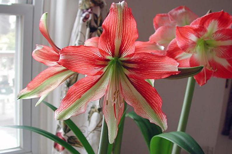 Hippeastrum care at home