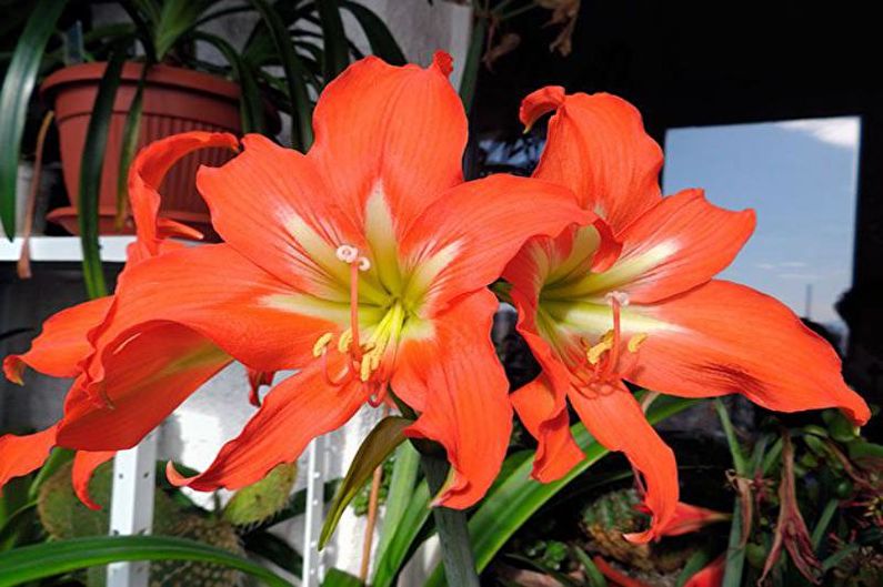 Hippeastrum care at home
