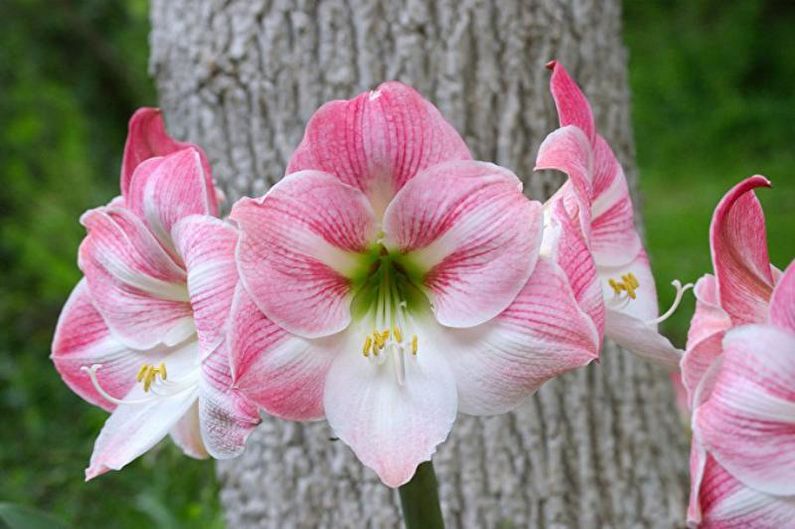 Hippeastrum care in the garden