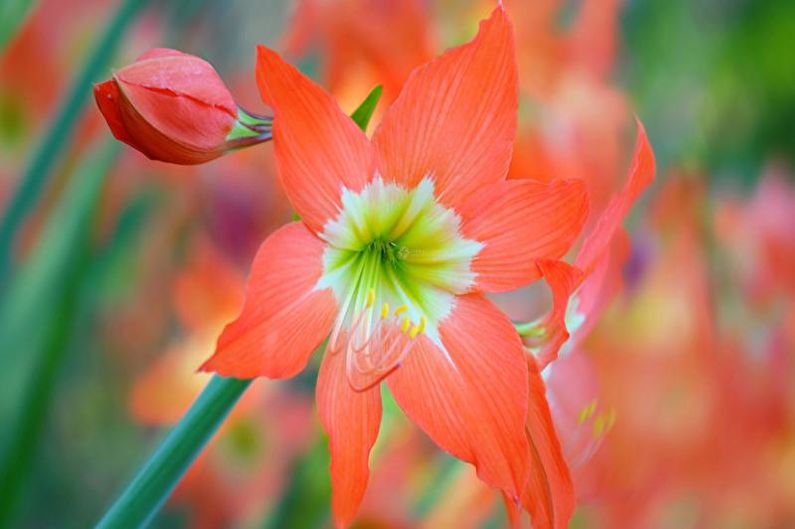Hippeastrum care in the garden