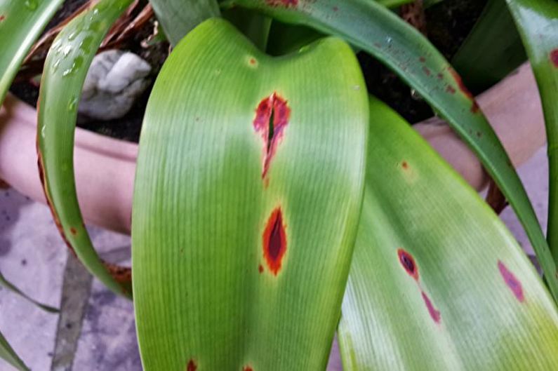 Hippeastrum - Diseases and treatment