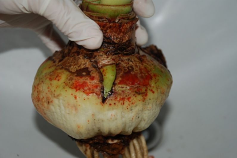 Hippeastrum - Diseases and treatment