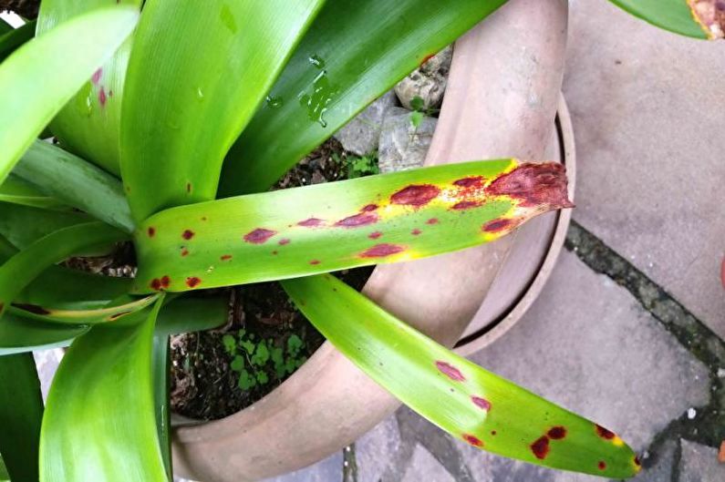 Hippeastrum - Diseases and treatment