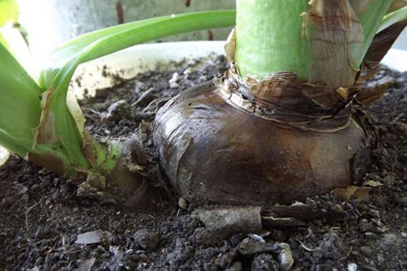 Hippeastrum - Rest Period
