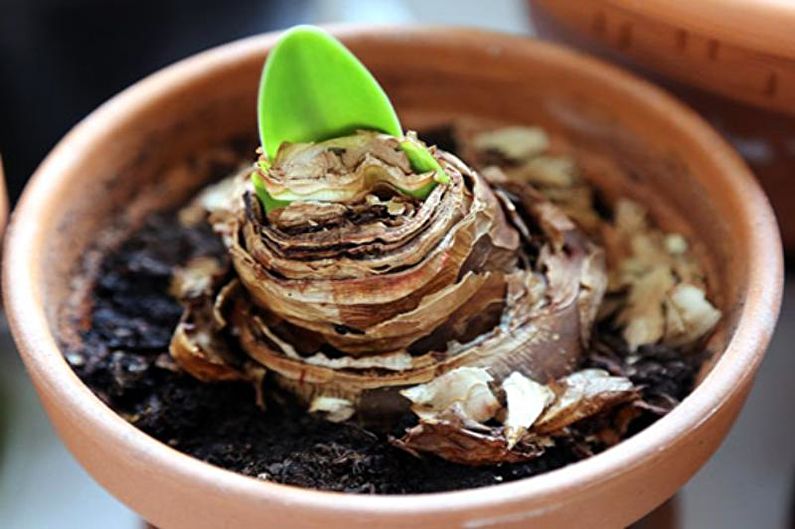 Hippeastrum - Rest Period