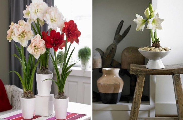 Hippeastrum - photo
