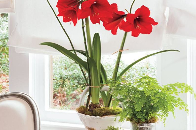 Hippeastrum - photo
