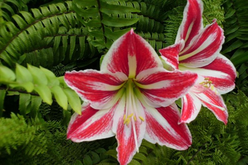 Hippeastrum - photo