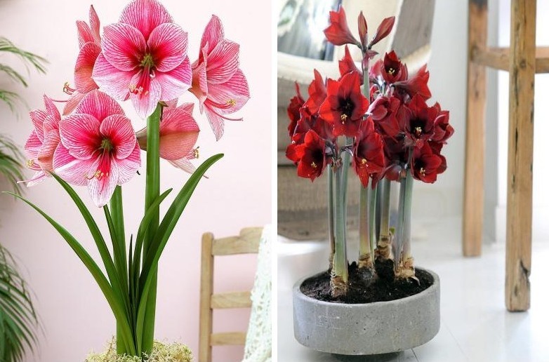 Hippeastrum - photo