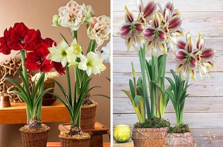 Hippeastrum - photo